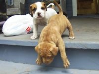 pitbull perro videos