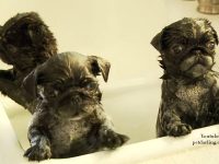 video cachorros perro bañera espuña