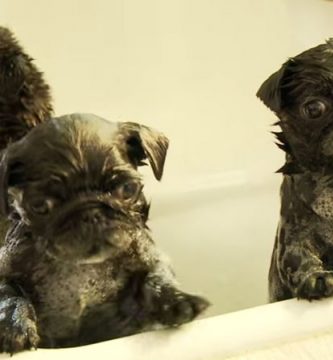 video cachorros perro bañera espuña