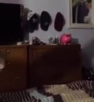 perro sombra video divertido