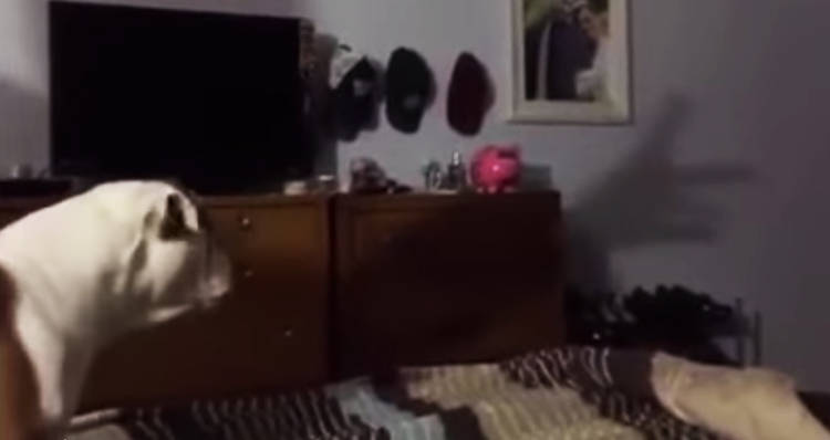 perro sombra video divertido