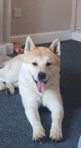 akita inu japones
