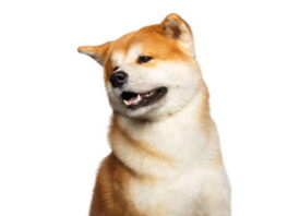 El perro AKITA INU japonés | Todo sobre esta raza