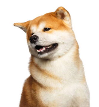 akita japonés