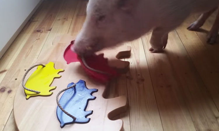 video cerdo inteligente hace puzzles