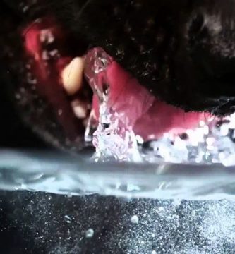 como beben los perros agua camara lenta