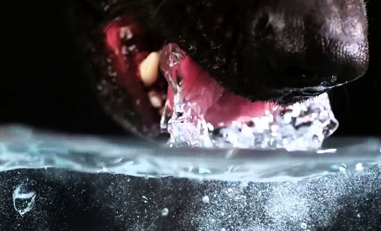 como beben los perros agua camara lenta