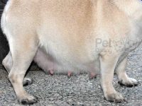 tiempo de gestacion de un perro