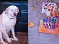 video perro culpable roba comida de gato