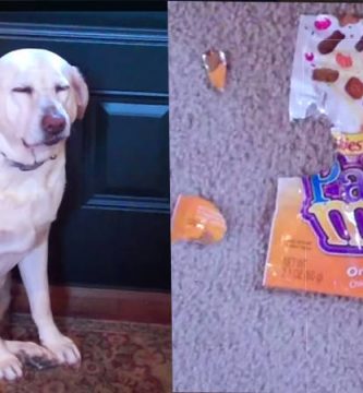video perro culpable roba comida de gato