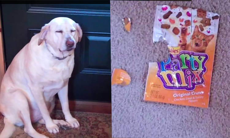 video perro culpable roba comida de gato
