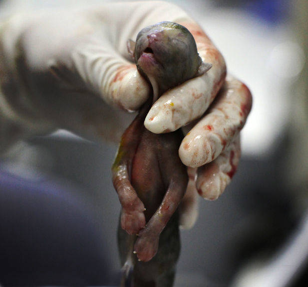 gatos sacrificados eutanasia