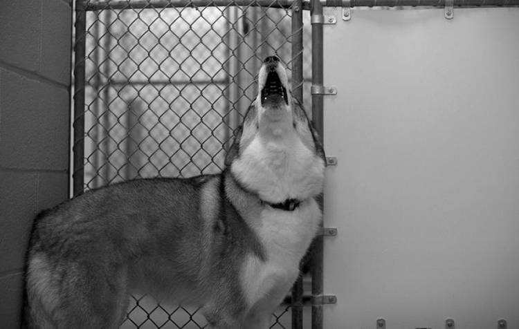 fotografias perros eutanasiados