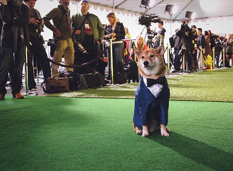 negar concierto Mártir El perro modelo de ropa Bodhi, cobra millones de dolares!