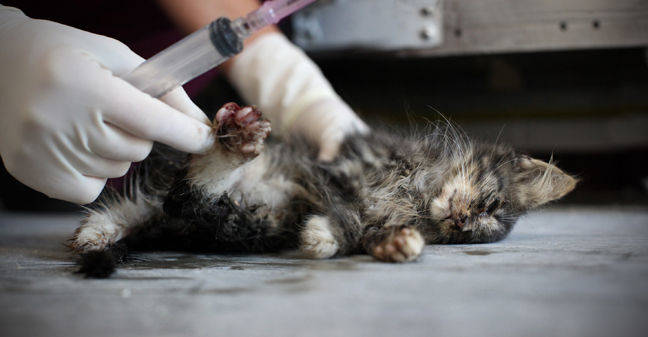 sacrificio gatos eutanasia 