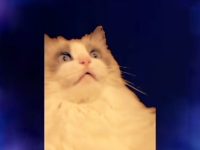 gato pasta de dientes