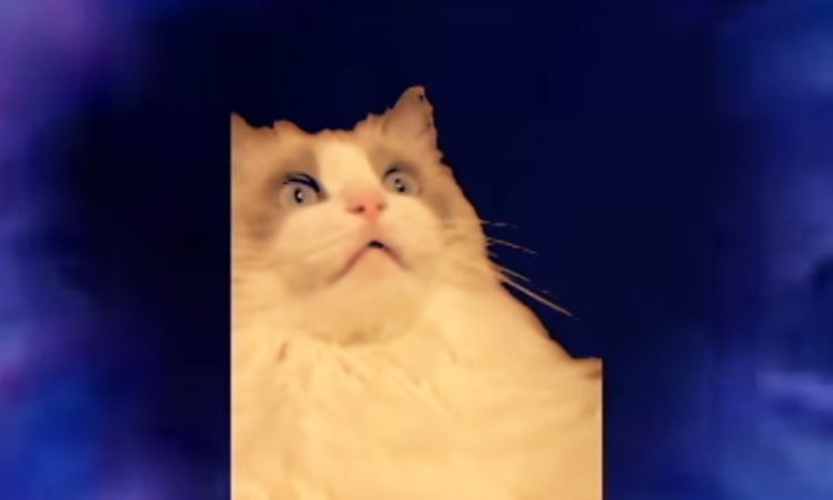 gato pasta de dientes