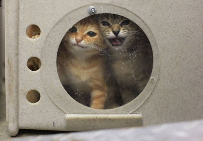 fotos perros eutanasia 