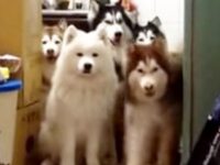 huskys adorables