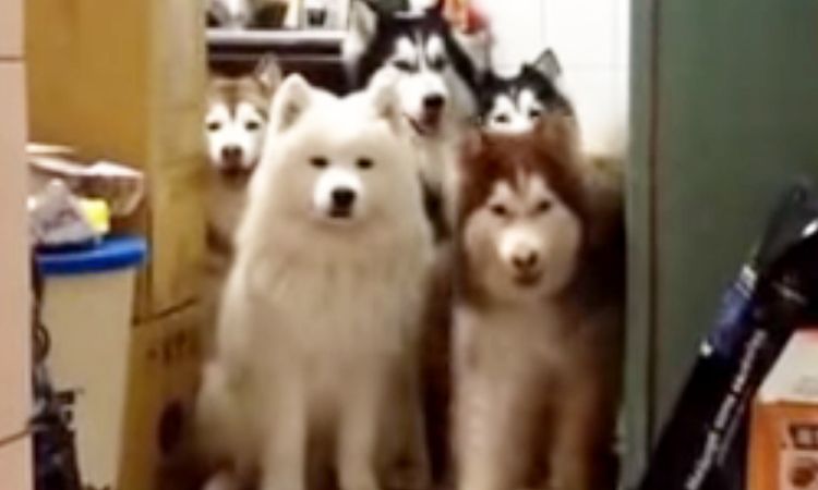 huskys adorables