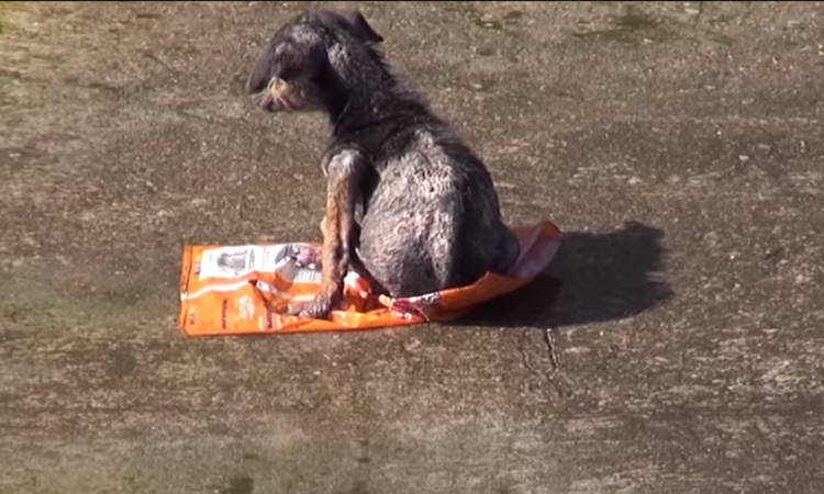 video rescate de perros cachorro rio