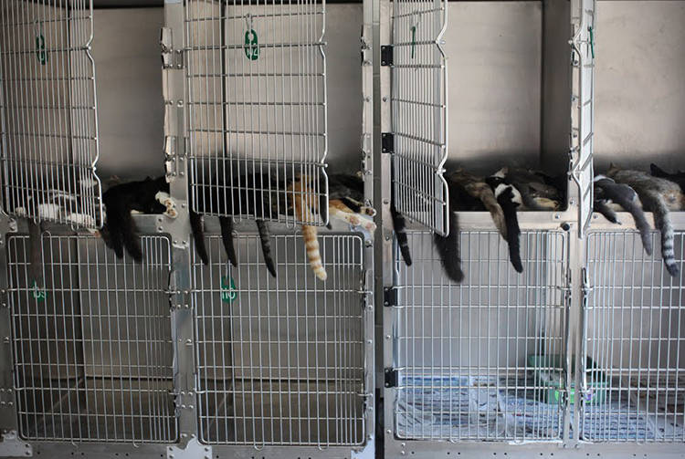 Perros sacrificados fotos