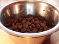 mezclar pienso para perros con dieta barf