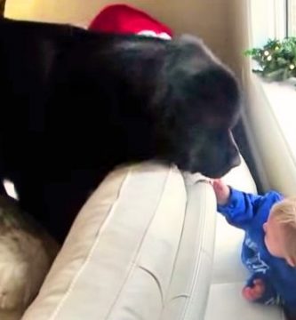 video niña juega al escondite con perro
