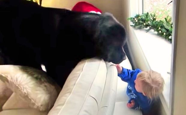 video niña juega al escondite con perro