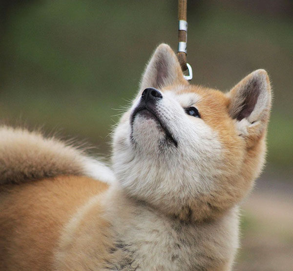 akita inu cachorro