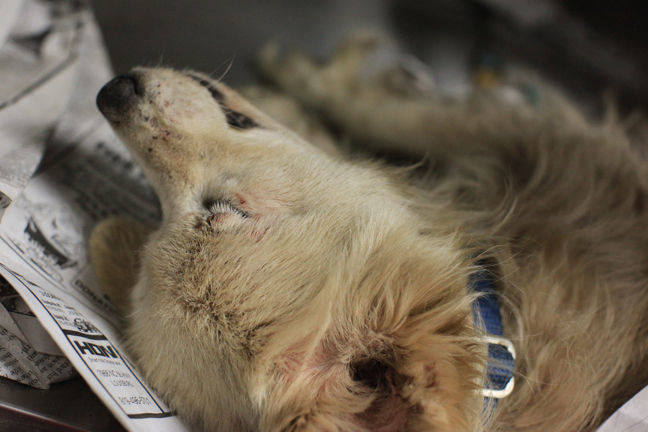 perro abandonado sacrificio