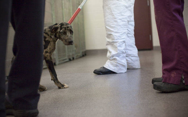 perro abandonado sacrificio 