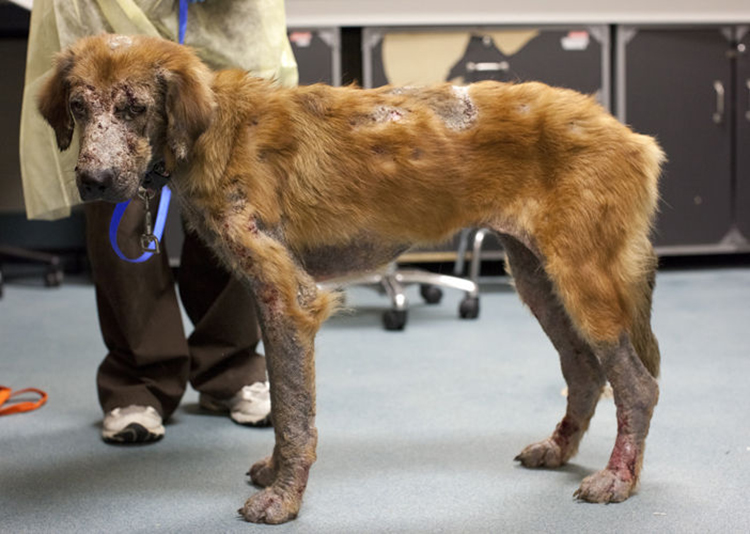 perros abandonados eutanasiados fotografias