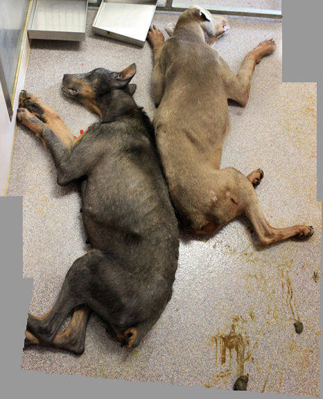 perros agresivos sacrificados fotografias