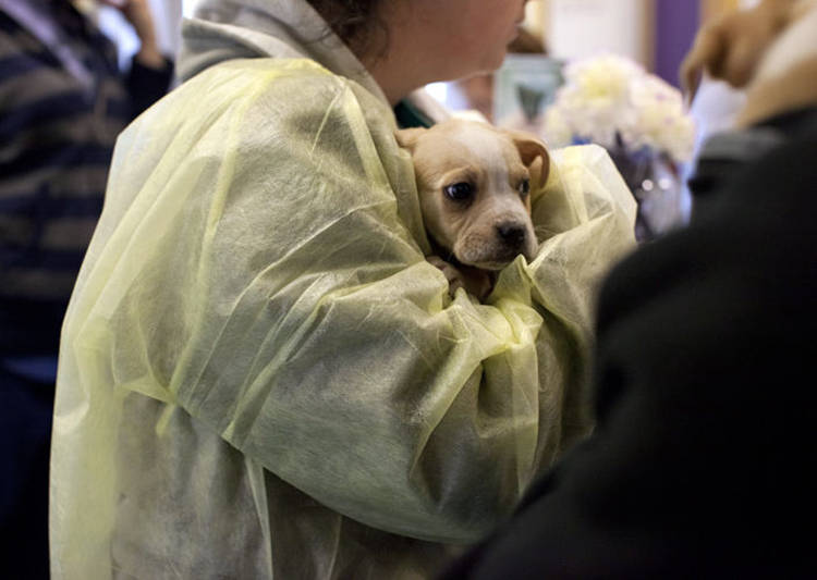 perros sacrificados fotografias