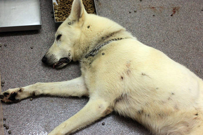 sacrificio de perros fotos eutanasia