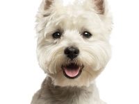 westie west highland white terrier
