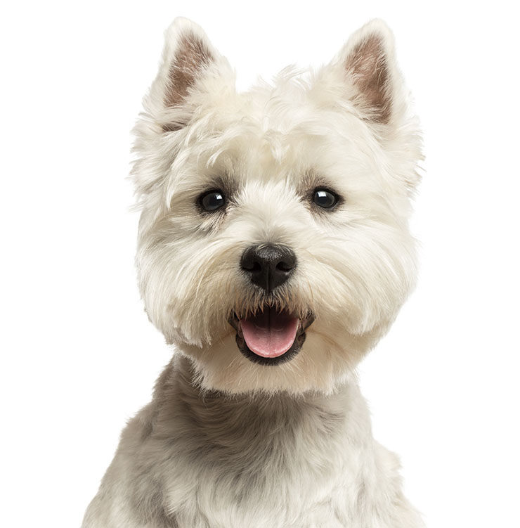 westie west highland white terrier