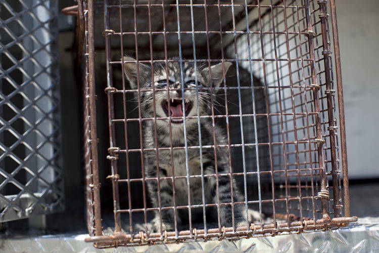 gatos perros eutanasiados fotos