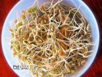 soja para perros pueden comer soja