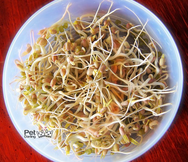 soja para perros pueden comer soja