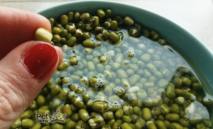 perros pueden comer soja