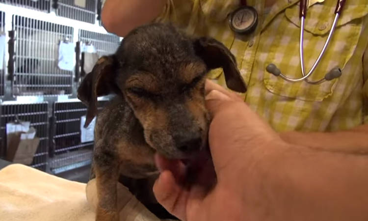 rescate de perros jordan cachorro rescatado rio