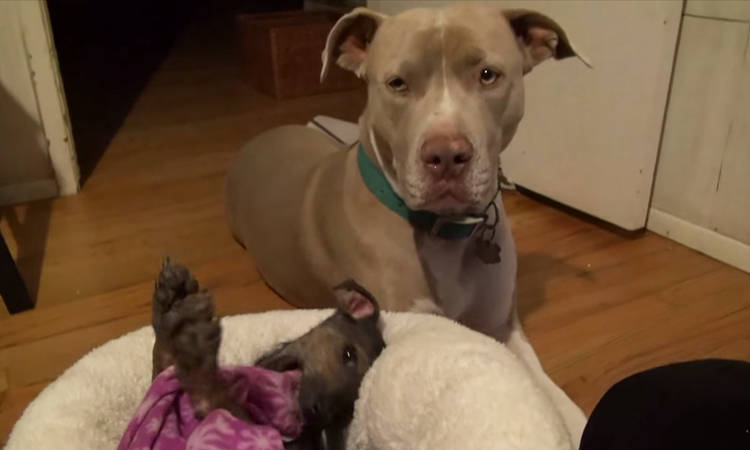 rescate perro cachorro rio jordan video