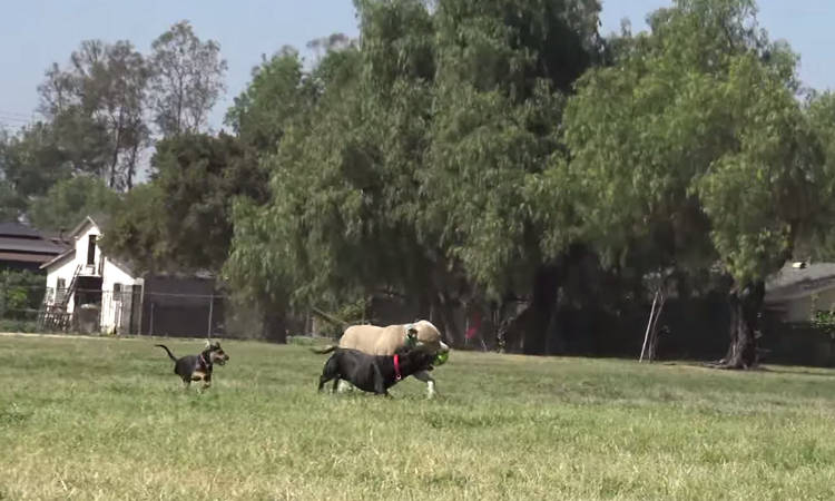 rescate de perro en rio hope for paws jordan cachorro