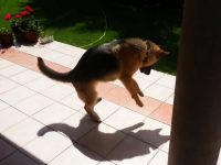 perro salta con su sombra video pastor aleman