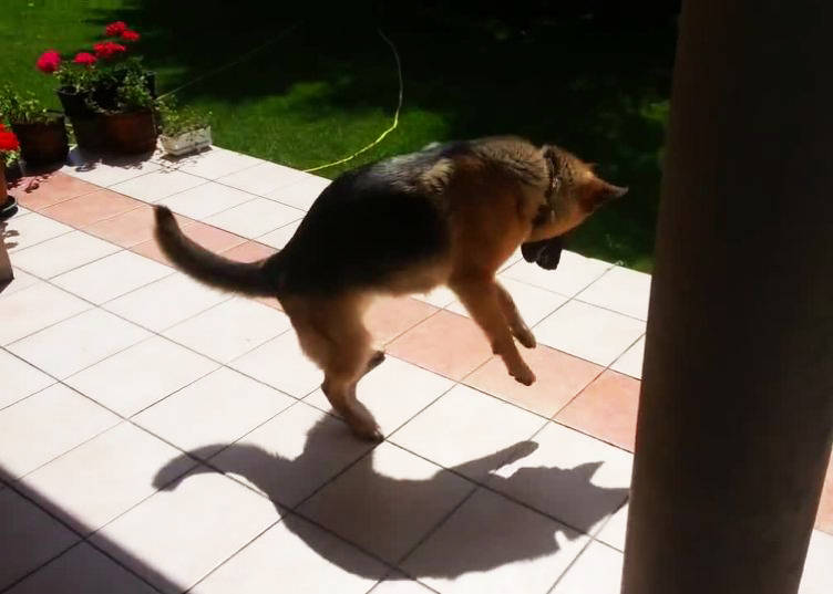 perro salta con su sombra video pastor aleman