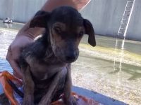 rescate de perros video cachorro río