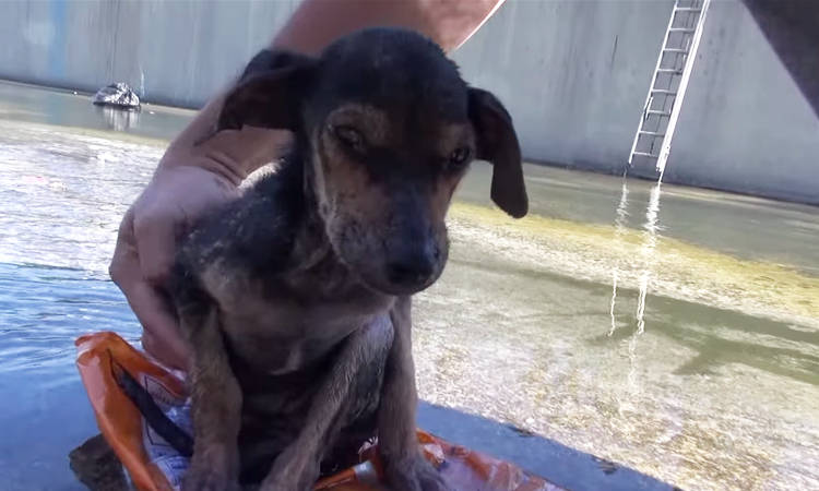 rescate de perros video cachorro río