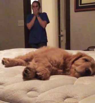 conoce cachorro primera vez video